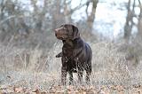 LABRADOR 1141